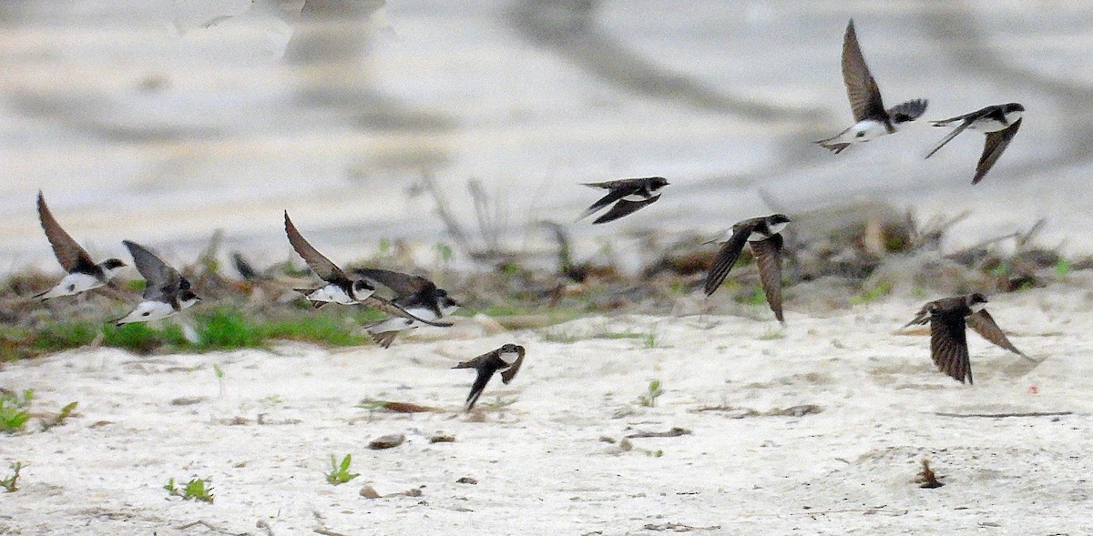 Bank Swallow - Michael Musumeche