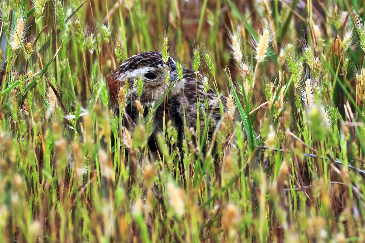 Chestnut-collared Longspur - Vern Bothwell