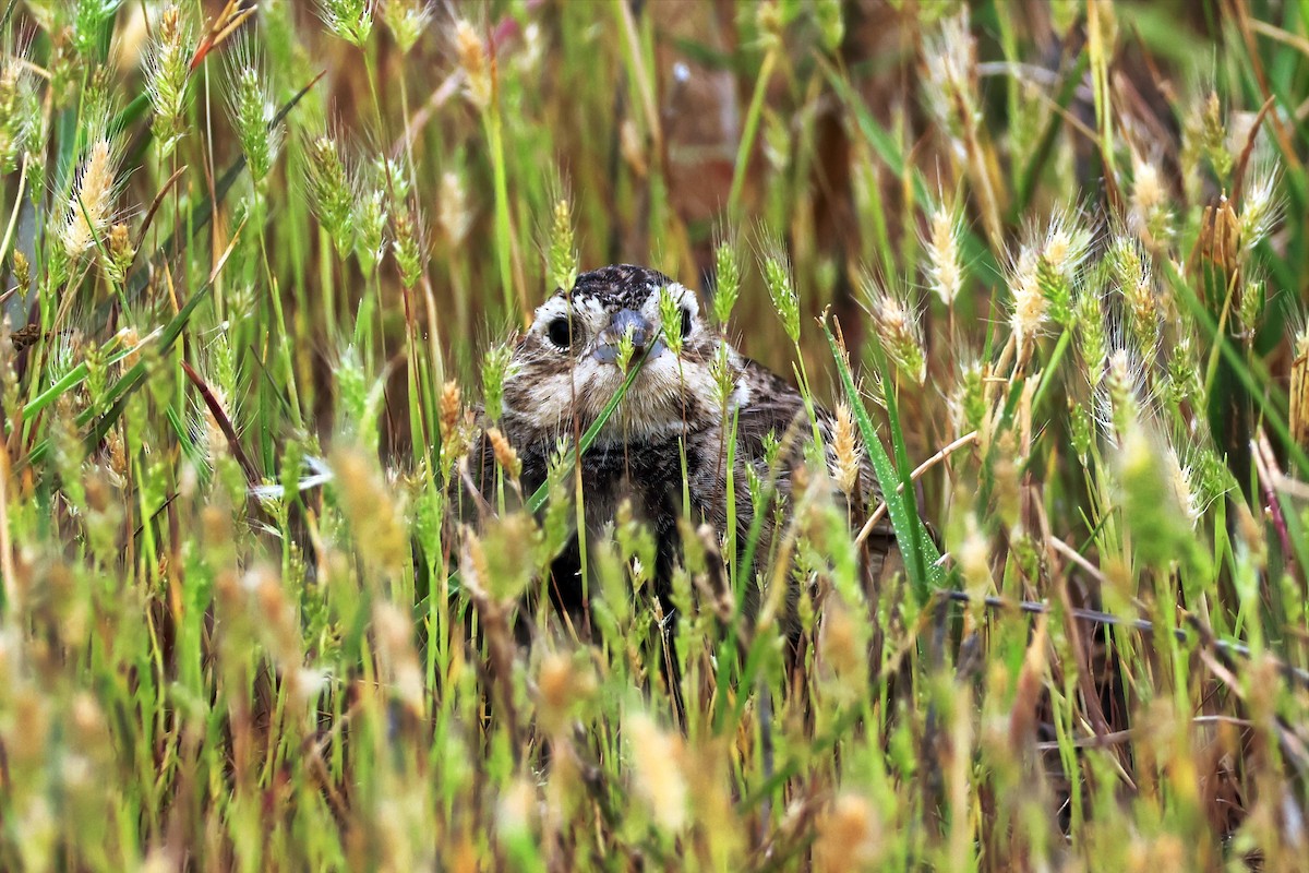 Chestnut-collared Longspur - Vern Bothwell