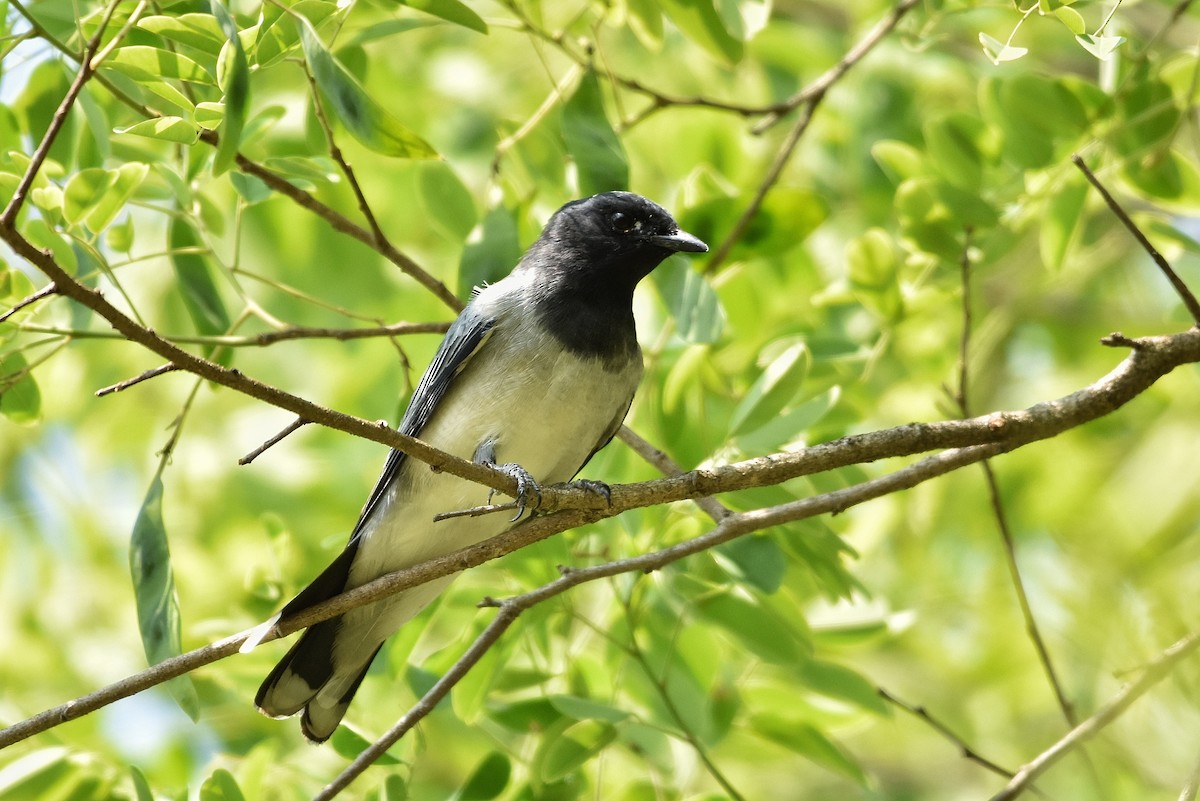 Black-headed Cuckooshrike - Tejas Natu