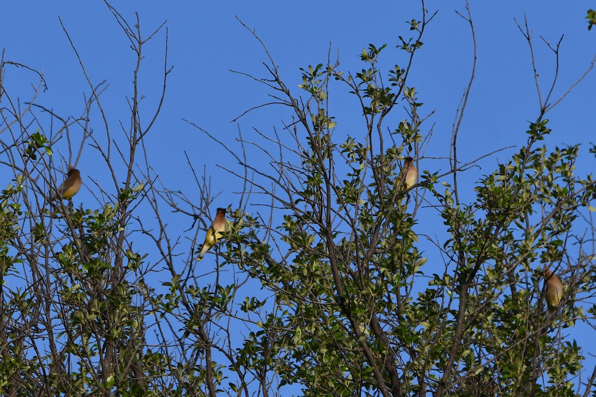 Cedar Waxwing - Carmen Ricer