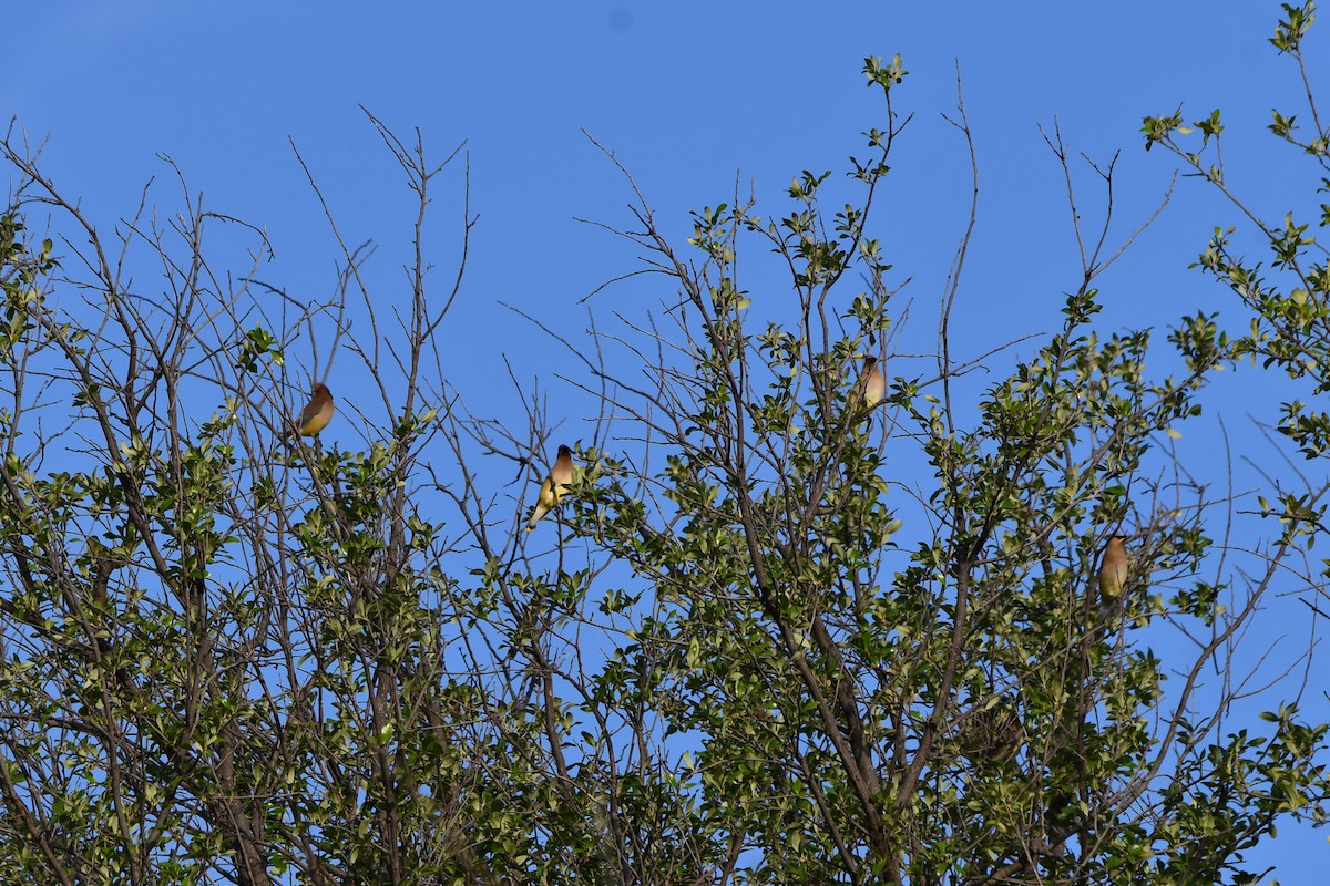 Cedar Waxwing - Carmen Ricer