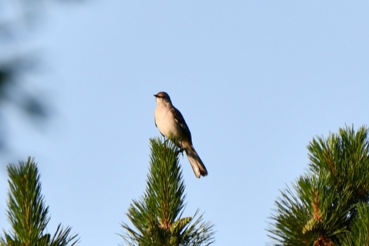 Northern Mockingbird - Carmen Ricer