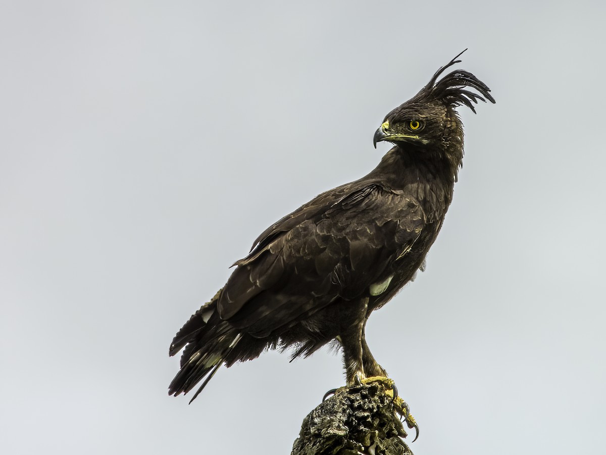 Long-crested Eagle - Hila Meyer Izmirli