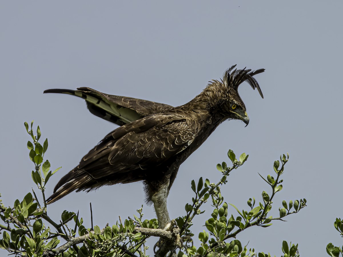 Long-crested Eagle - Hila Meyer Izmirli