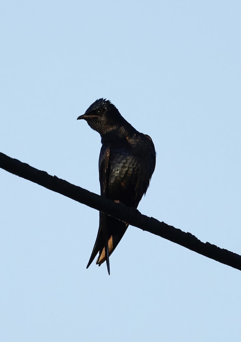 Purple Martin - Jan Hansen