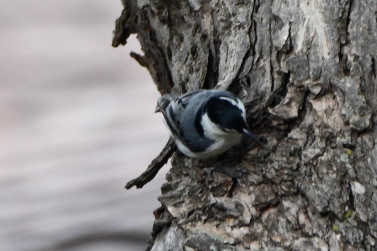 White-breasted Nuthatch - Carmen Ricer