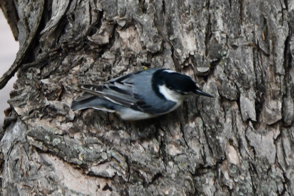 White-breasted Nuthatch - Carmen Ricer