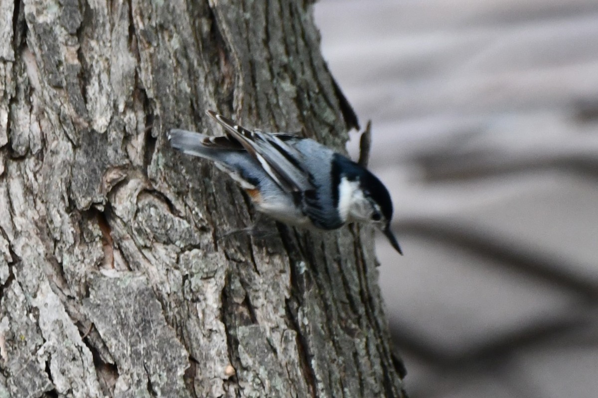 White-breasted Nuthatch - Carmen Ricer