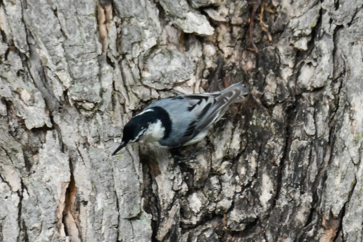 White-breasted Nuthatch - Carmen Ricer