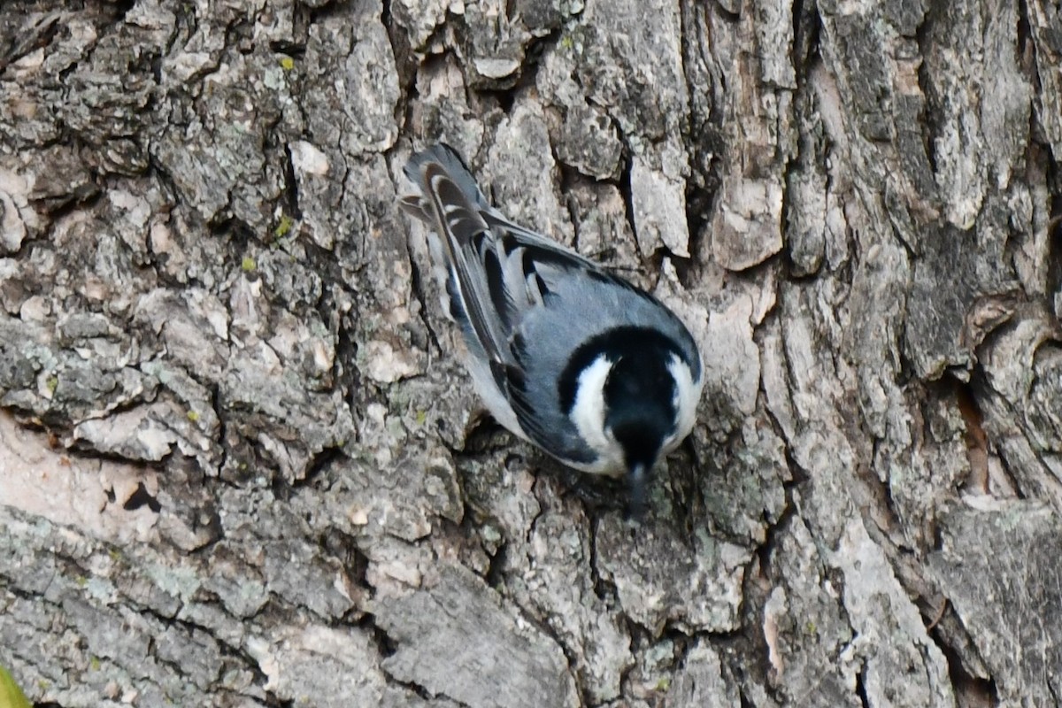 White-breasted Nuthatch - Carmen Ricer