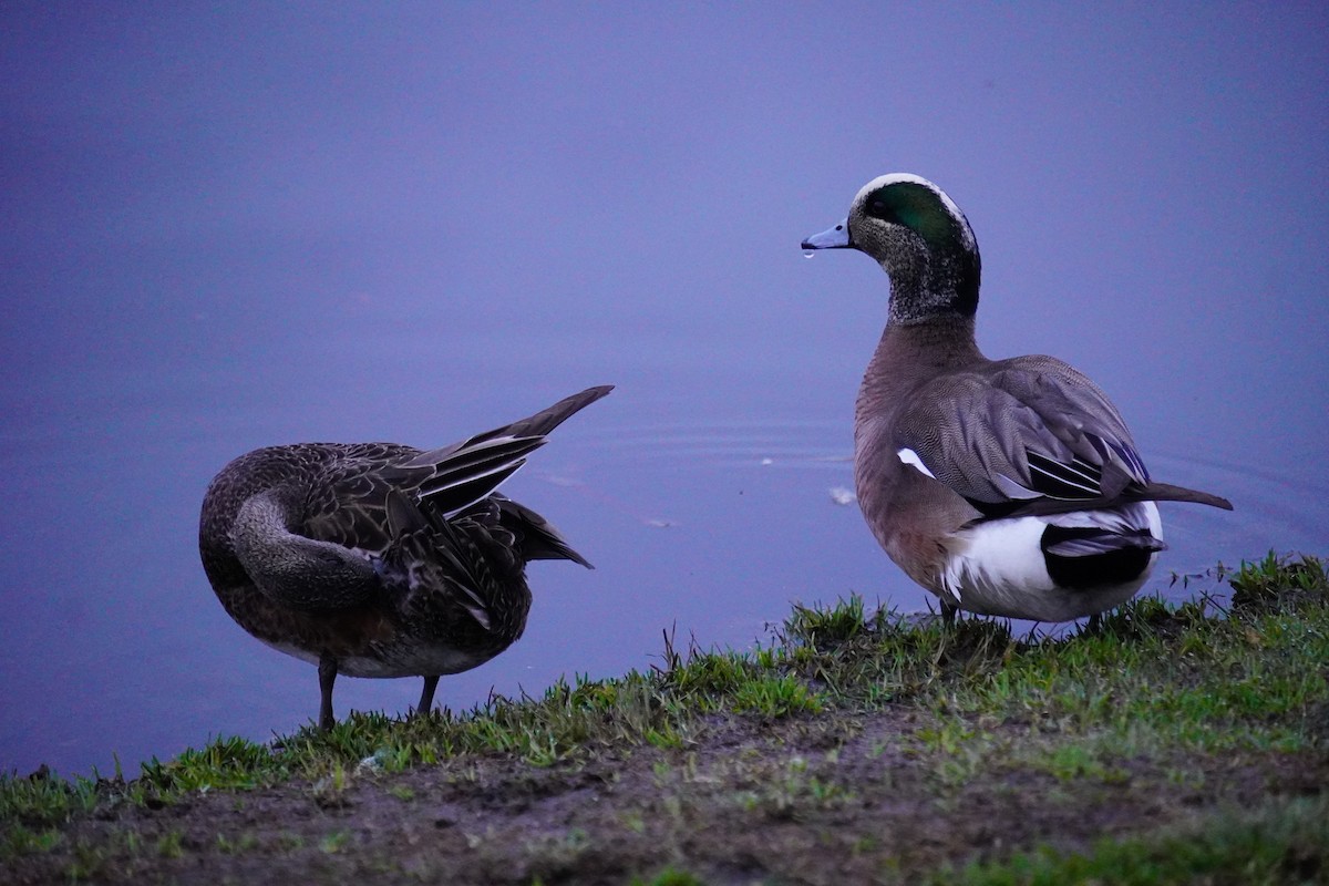 American Wigeon - Nadège Langet