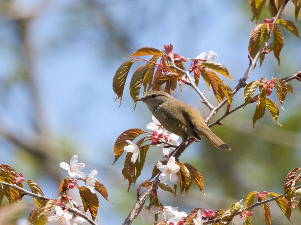 Japanese Bush Warbler - TORU TAJIMA