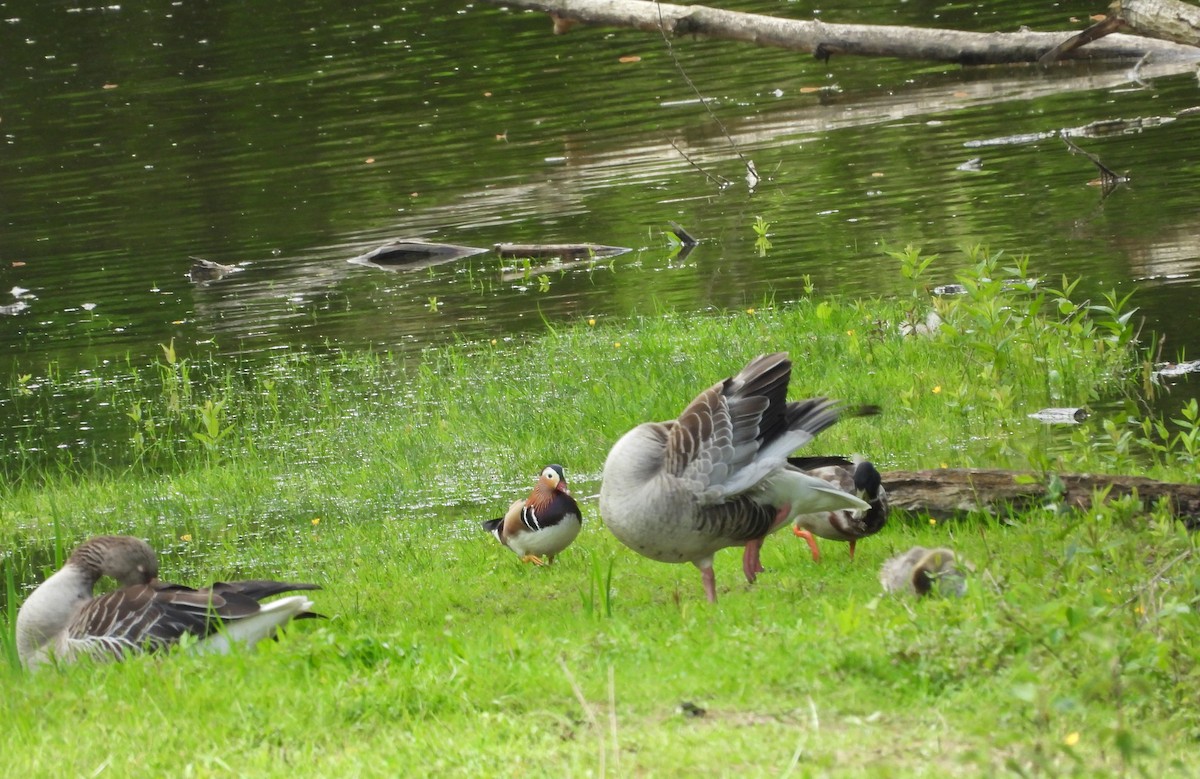 Mandarin Duck - Jürgen  Lehnert