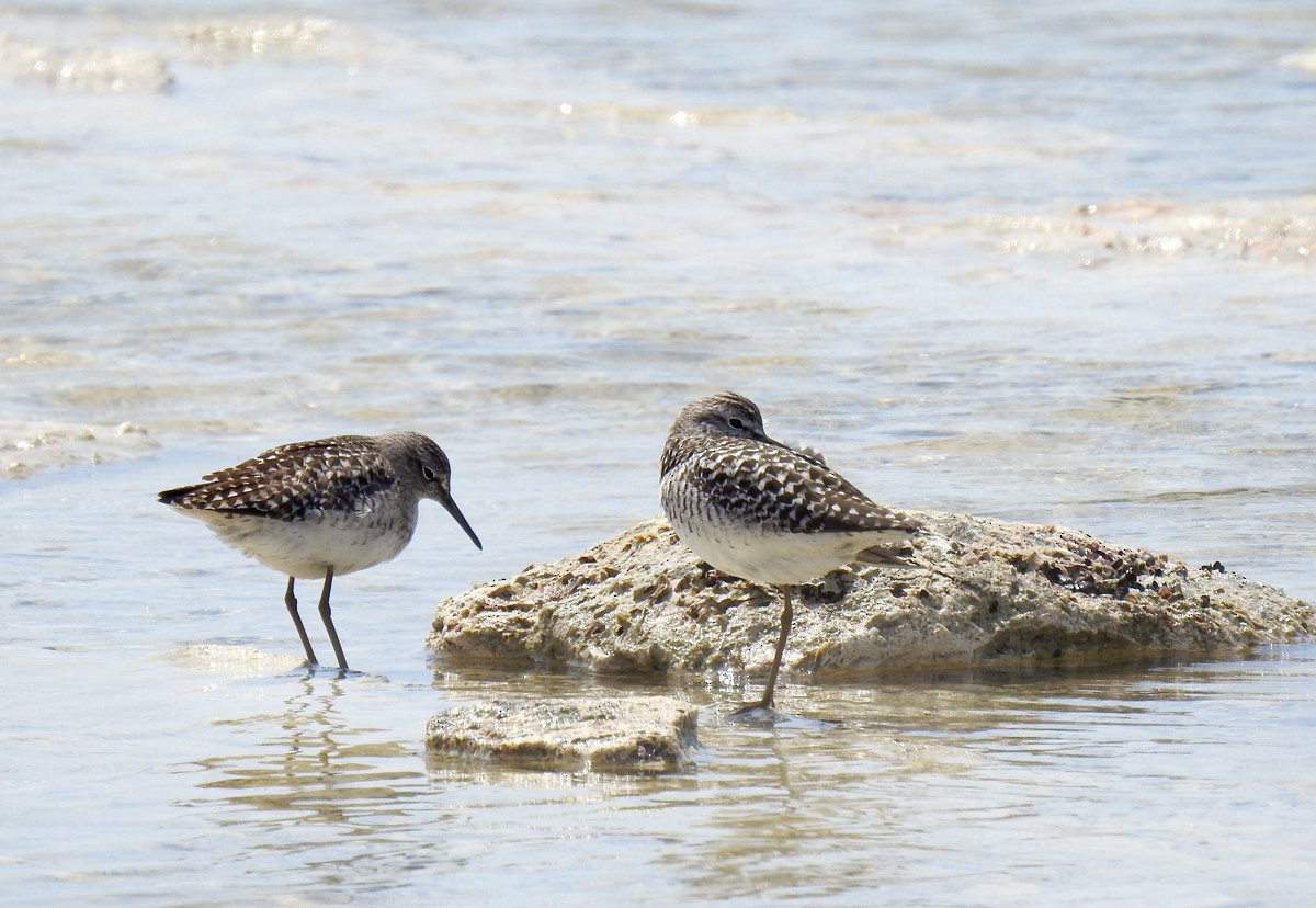 Wood Sandpiper - Anna Yasko