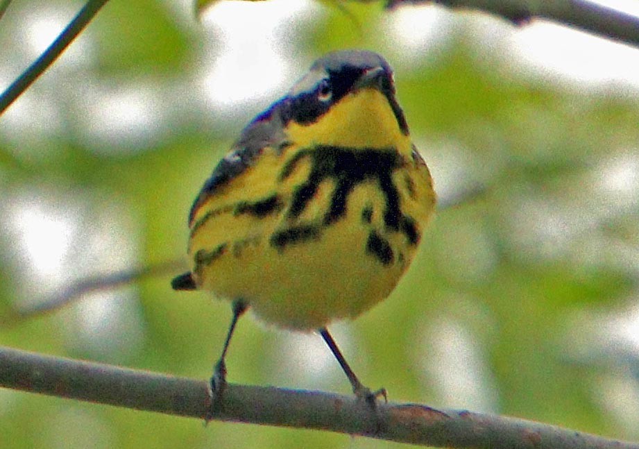 Magnolia Warbler - Pat Mulligan