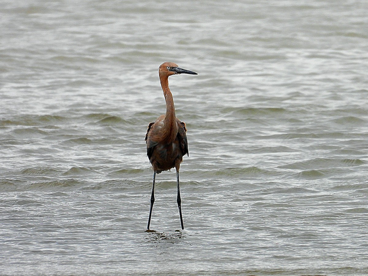 Reddish Egret - Michael Musumeche