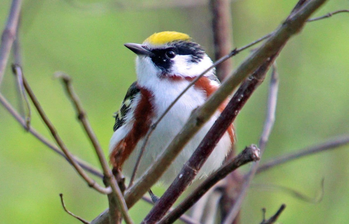 Chestnut-sided Warbler - Pat Mulligan