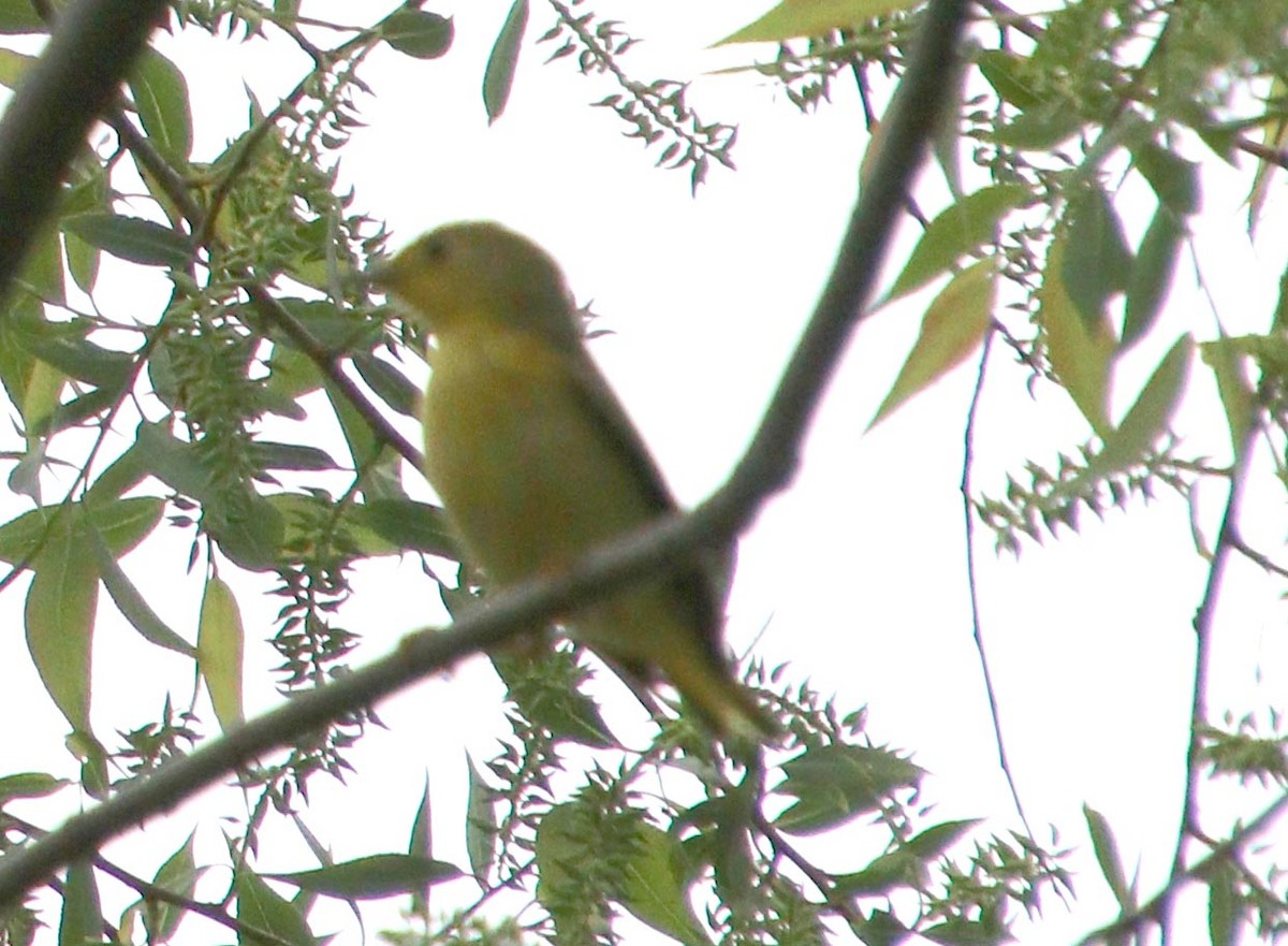 Wilson's Warbler - Pat Mulligan