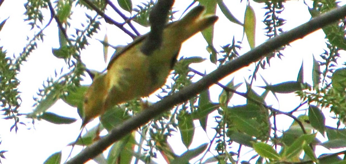 Wilson's Warbler - Pat Mulligan