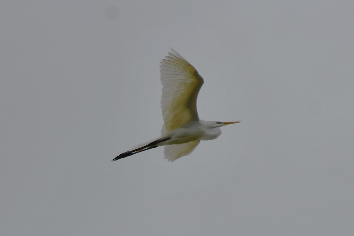 Great Egret - Carmen Ricer