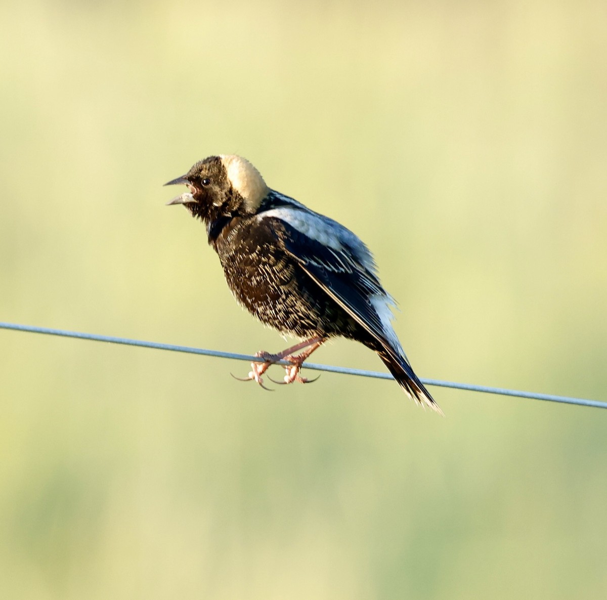 bobolink americký - ML618809403