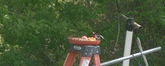 Rose-breasted Grosbeak - Elora Congdon