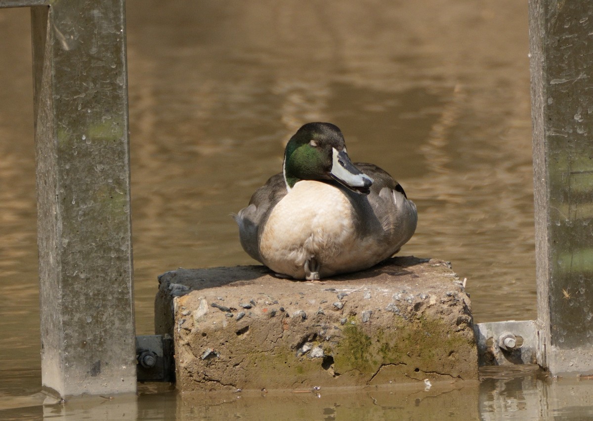 Mallard x Northern Pintail (hybrid) - Ling Gan