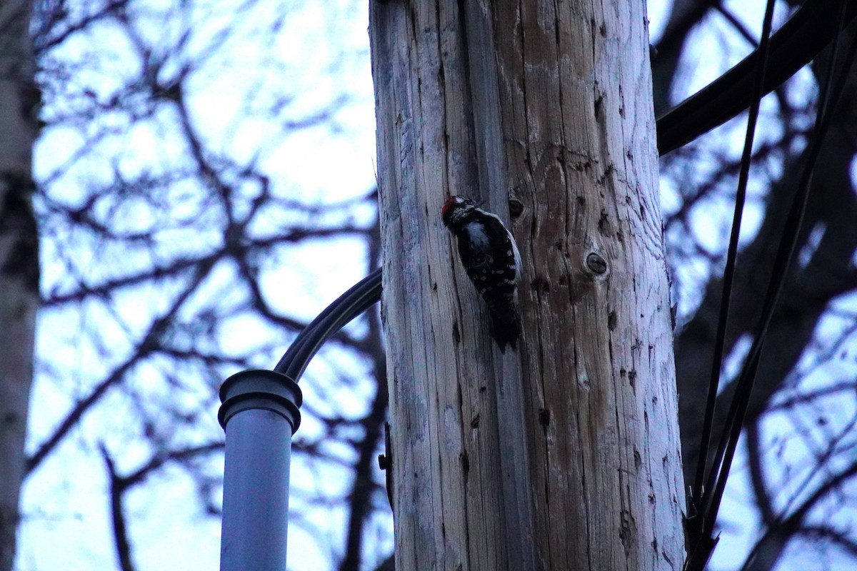 Downy Woodpecker - Nadège Langet