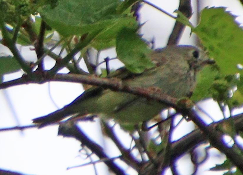 Ruby-crowned Kinglet - Pat Mulligan