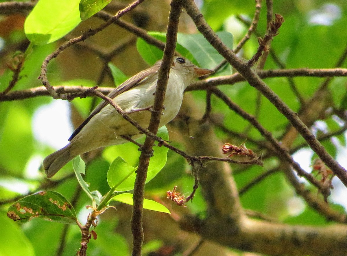 Asian Brown Flycatcher - Mahmadanesh Khira