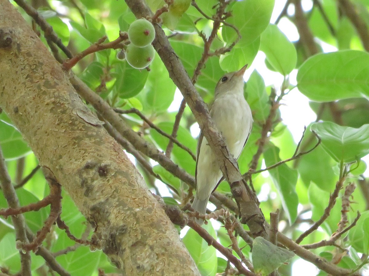 Asian Brown Flycatcher - Mahmadanesh Khira