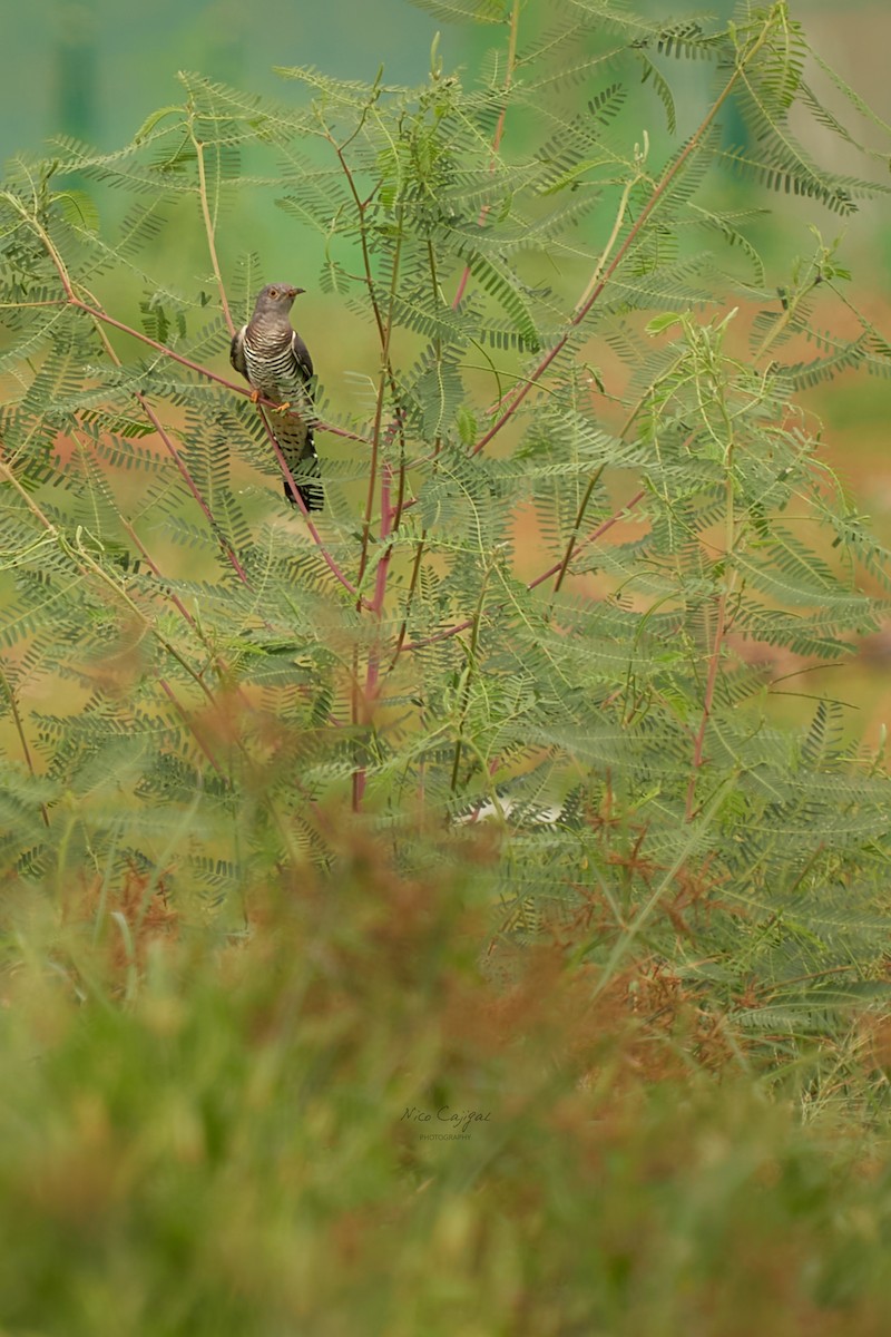 Himalayan/Oriental Cuckoo - ML618809427