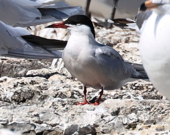 Common Tern - Kenneth  Thompson