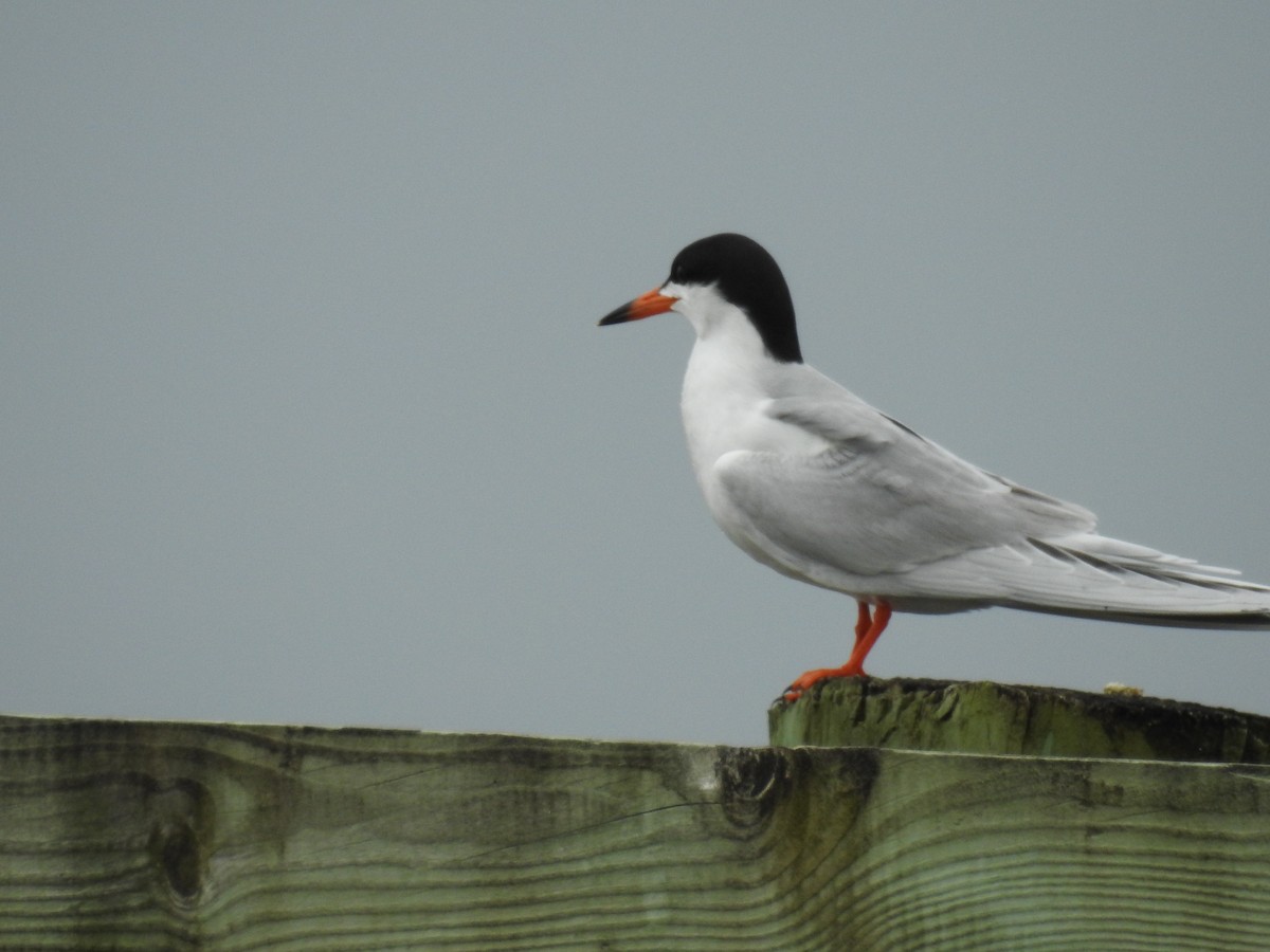 Forster's Tern - ML618809439