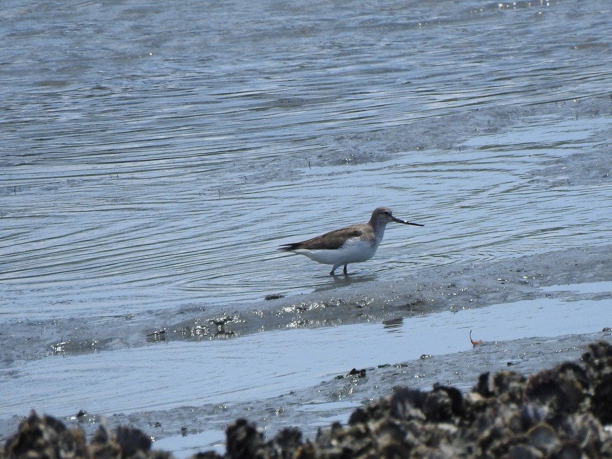 Terek Sandpiper - YUMIKO MATSUMOTO