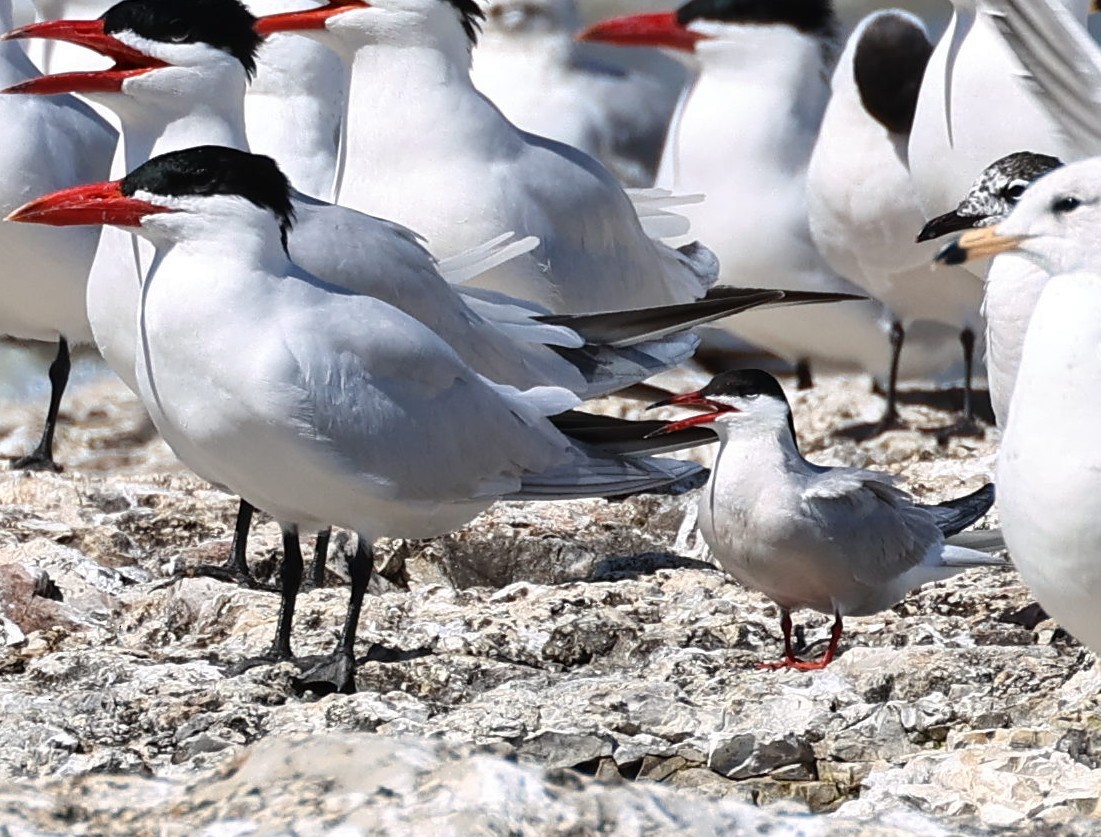 Common Tern - Kenneth  Thompson