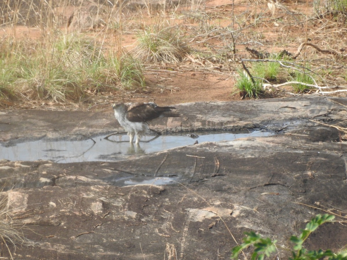 Bonelli's Eagle - RAVEESHA H N