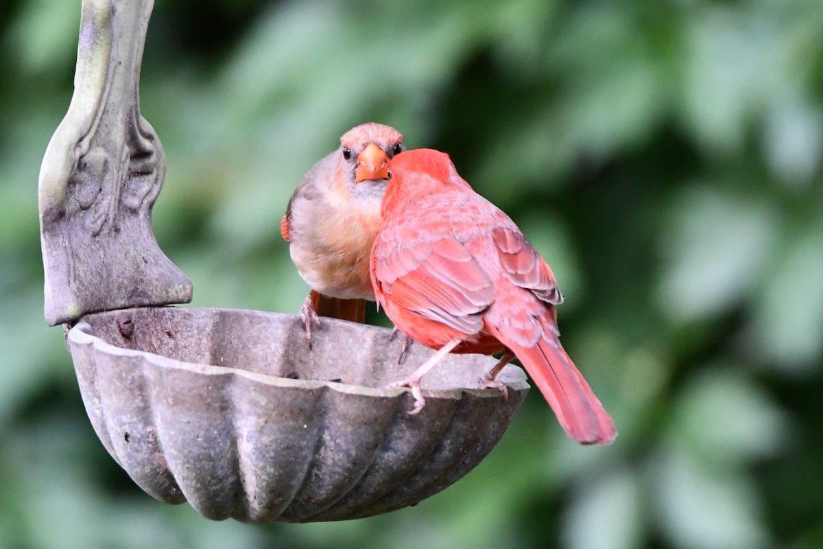 Northern Cardinal - Carmen Ricer