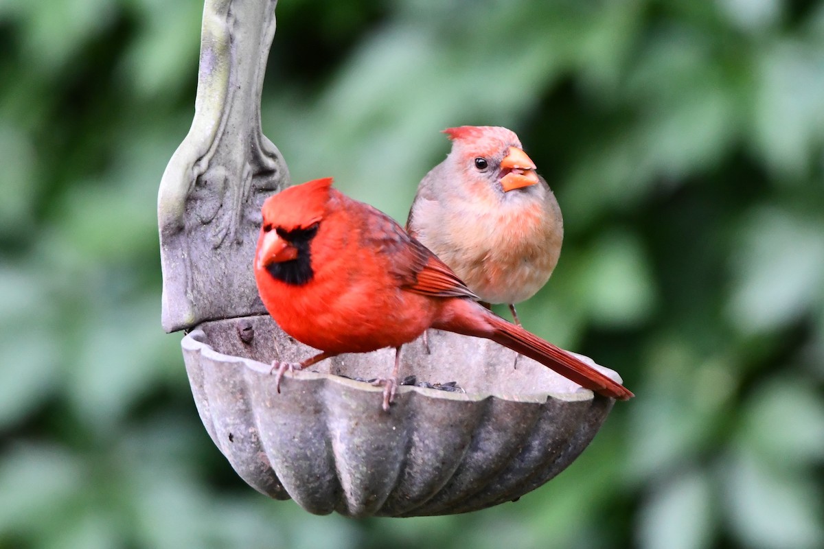 Northern Cardinal - Carmen Ricer