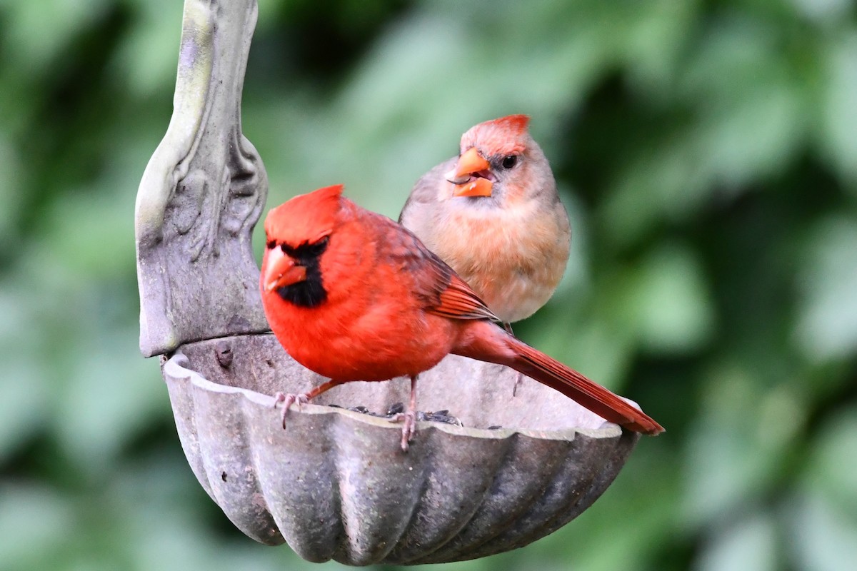 Northern Cardinal - Carmen Ricer