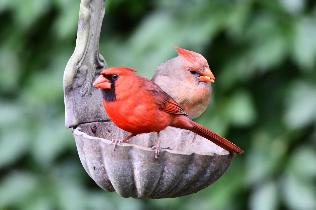 Northern Cardinal - Carmen Ricer