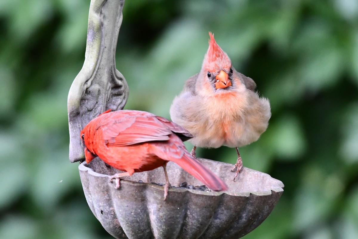 Northern Cardinal - Carmen Ricer