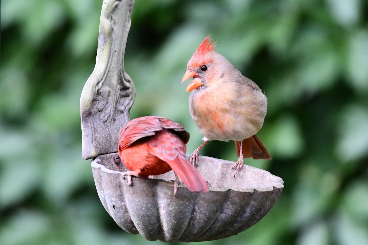 Northern Cardinal - Carmen Ricer