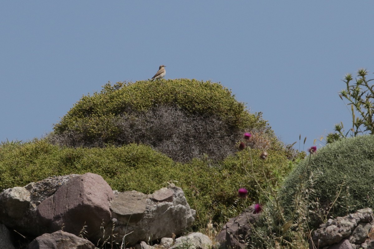 Isabelline Wheatear - ML618809472