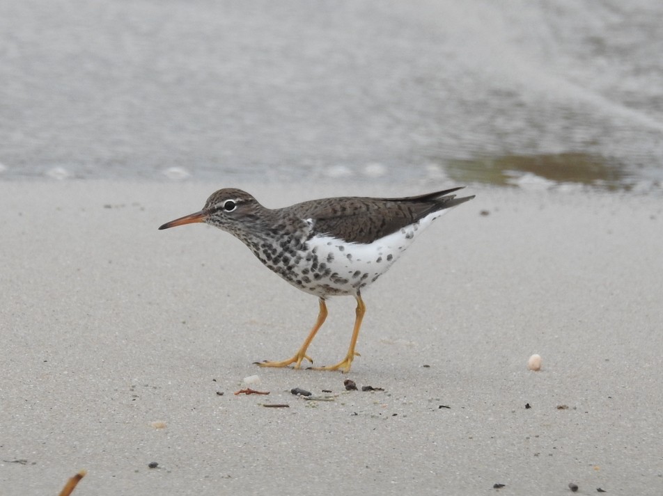 Spotted Sandpiper - Kate Stone