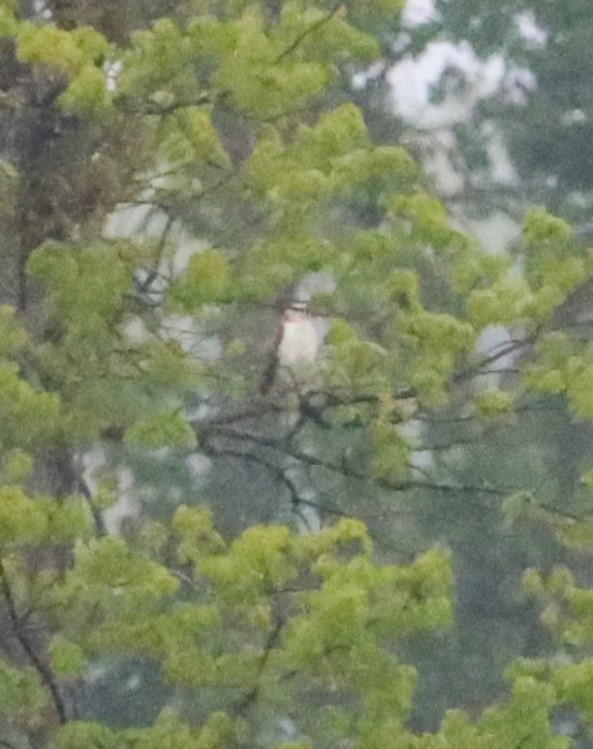 Ferruginous Hawk - Aldo Bertucci