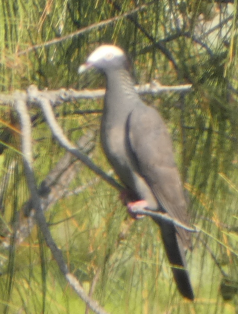 White-crowned Pigeon - John Pool