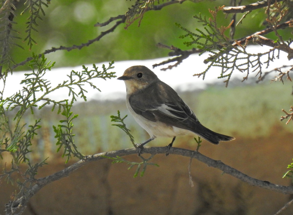 European Pied Flycatcher - Anna Yasko