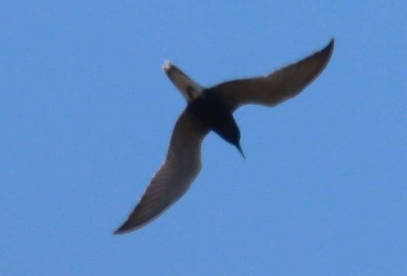 Black Tern - Aldo Bertucci